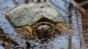 Snapping turtle on the Seine river in South St. Vital. Photo by James Stuart Hughes.