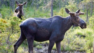 A large group of Canadian and U.S. defendants have been fined $178,400 plus $44,525 in surcharges for a variety of moose hunting violations in northwestern Ontario. (File)