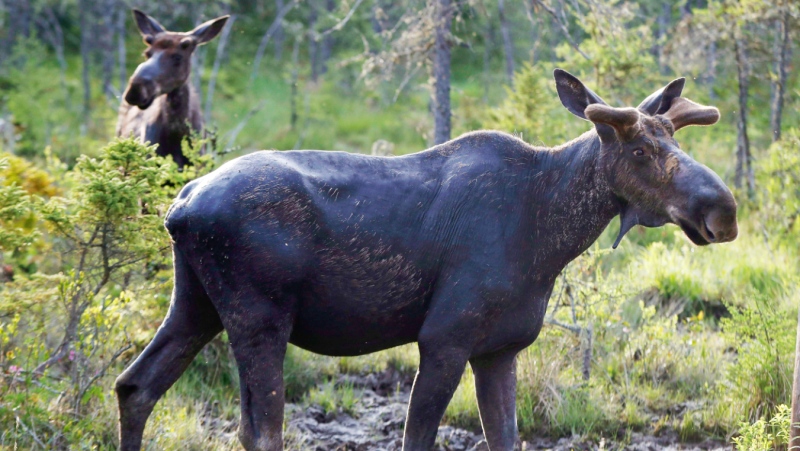 A large group of Canadian and U.S. defendants have been fined $178,400 plus $44,525 in surcharges for a variety of moose hunting violations in northwestern Ontario. (File)