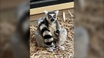 The sex of the baby is yet to be determined, as zoo staff are giving Lucy and her offspring time to bond. A name will be chosen in the coming weeks. (Saskatoon Forestry Farm Park & Zoo)