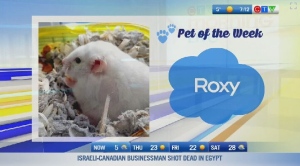 Pet of the week: Roxy the hamster 