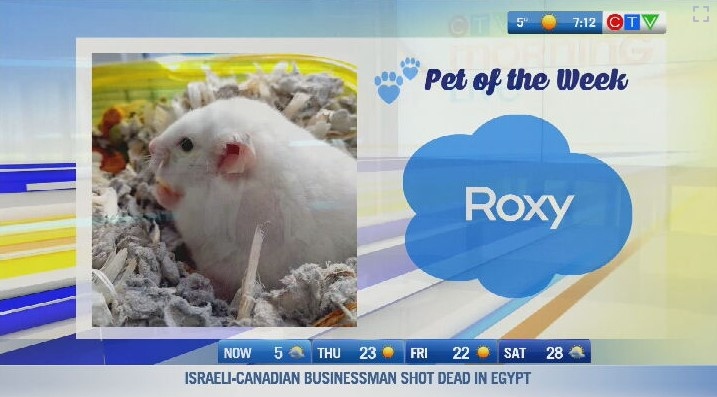 Pet of the week: Roxy the hamster 