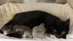 Blair and her kittens were admitted to the Ottawa Humane Society amid an influx in stray cats. (Ottawa Humane Society/supplied)