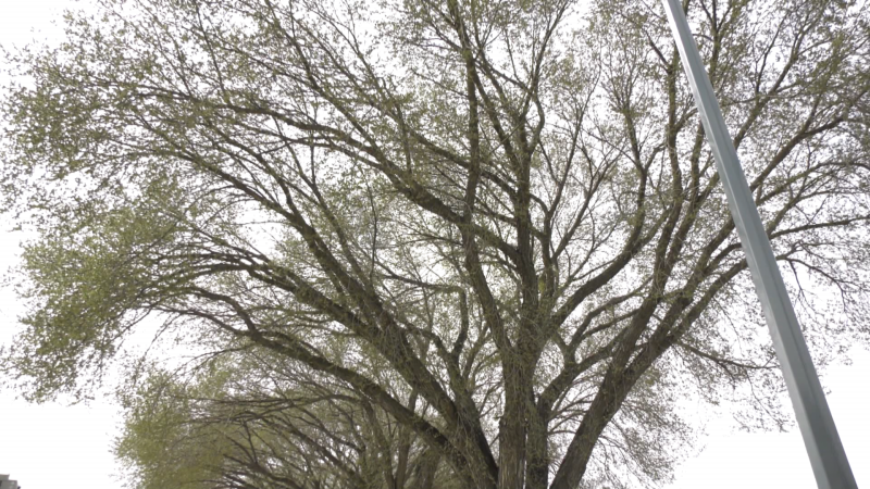 Edmonton has a goal of planting two million trees to reach 20 per cent forest canopy coverage by 2071. (Evan Klippenstein/CTV News Edmonton)
