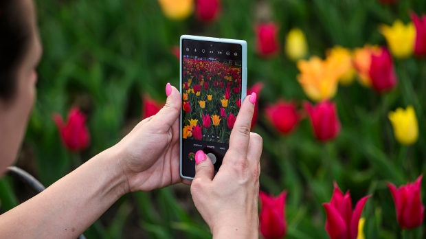 A person uses their phone to take photos of tulips as they bloom in Commissioner's Park in Ottawa, a week before the opening of the Canadian Tulip Festival, on Saturday, May 4, 2024. (Justin Tang/THE CANADIAN PRESS)