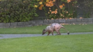 Video shows an unusual creature - believed to be a hairless raccoon - crossing a Richmond, B.C., lawn. (Credit: Marvin Henschel)
