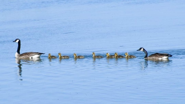 A family of Canada geese swim through the waters of Kettle Point, Ont. in this viewer submitted photo from May 2024. (Source: Carrie Fraleigh De Schutter)