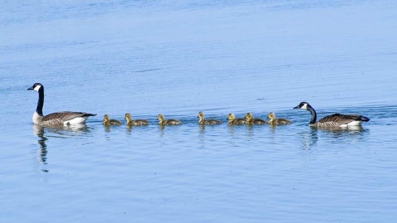 A family of Canada geese swim through the waters of Kettle Point, Ont. in this viewer submitted photo from May 2024. (Source: Carrie Fraleigh De Schutter)