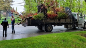 The Richmond RCMP shared photos of a commercial vehicle carrying an insecure load of large trees. 