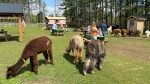 Mimosa Springs Alpacas on May 12, 2024. (Hannah Schmidt/CTV Kitchener)
