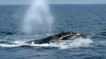 A North Atlantic right whale surfaces on Cape Cod Bay, in Massachusetts, on March 27, 2023.(Source: AP Photo/Robert F. Bukaty, File, NOAA permit # 21371)