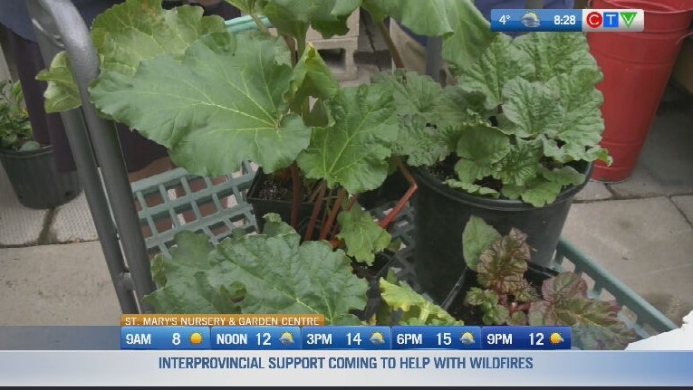 SPONSORED: Get Growing: How to grow rhubarb  