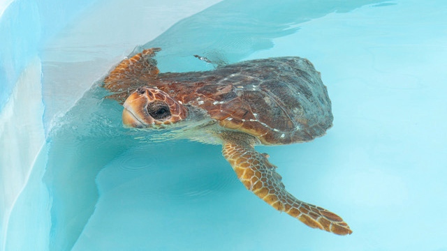 This photo provided by the Loggerhead Marinelife Center shows Finley, a subadult loggerhead turtle found with a hook in the shoulder area in late April, at the Loggerhead Marinelife Center in Juno Beach, Fla. on Monday, May 13, 2024. (Loggerhead Marinelife Center via AP)