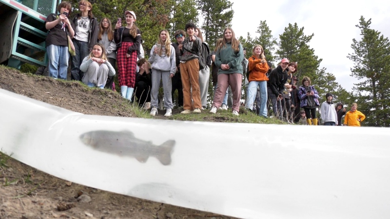 Grade 8 students from Calgary's Willow Park School watch as 1,800 rainbow trout are released into McLean Pond in Kananaskis Country. 