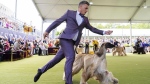 Handler Willy Santiago competes with Afghan Hound Zaida during breed group judging at the 148th Westminster Kennel Club Dog show. (Julia Nikhinson/AP Photo)