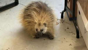 Saskatoon family houses stray porcupine