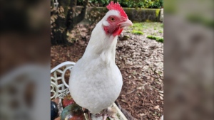 Snowflake the pet chicken is shown in a picture sent to CTV News by her owner, Lindi Smith. 