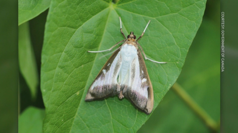 A box tree moth is pictured.