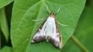 An adult box tree moth is pictured. (Source: inspection.canada.ca)