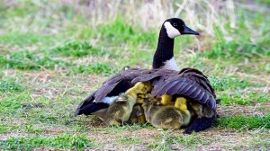 Mama Goose with goslings enjoying the morning sun at Grant's Mill. Photo by Neil Longmuir.