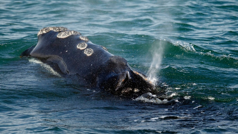 A North Atlantic right whale feeds on the surface of Cape Cod bay off the coast of Plymouth, Mass., March 28, 2018. (Source: AP Photo/Michael Dwyer, File)