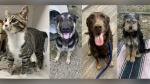 One cat and three dogs were rescued from Fort Nelson, B.C., after it was evacuated due to a wildfire and the BC SPCA is looking for their owners. (Image credit: BC SPCA) 