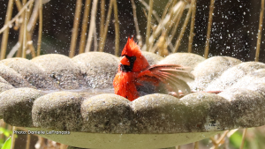 Here's a male cardinal having a nice shower at Fletcher Wildlife Garden, Ottawa. (Danielle LeFrançois/CTV Viewer)
