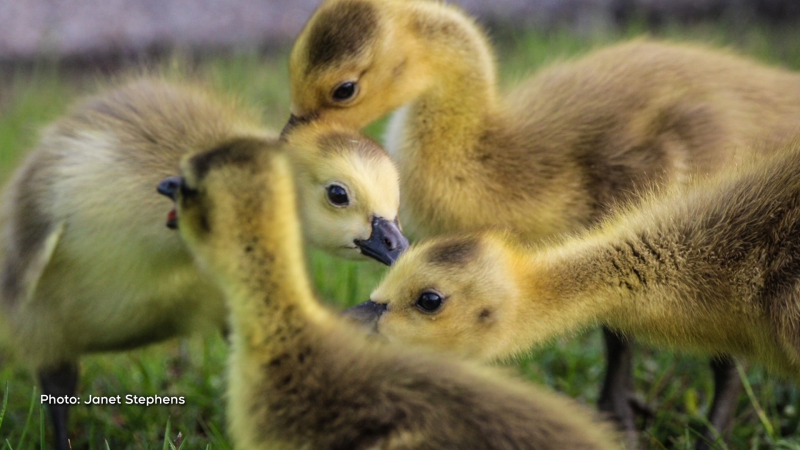 Goslings along the Ottawa river pathway May 13, 2024. (Janet Stephens/CTV Viewer)