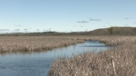 Protecting and preserving wetlands