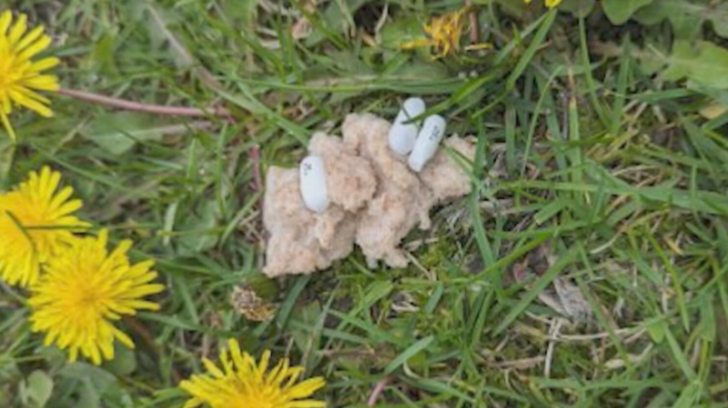 Mysterious pills scattered in grass