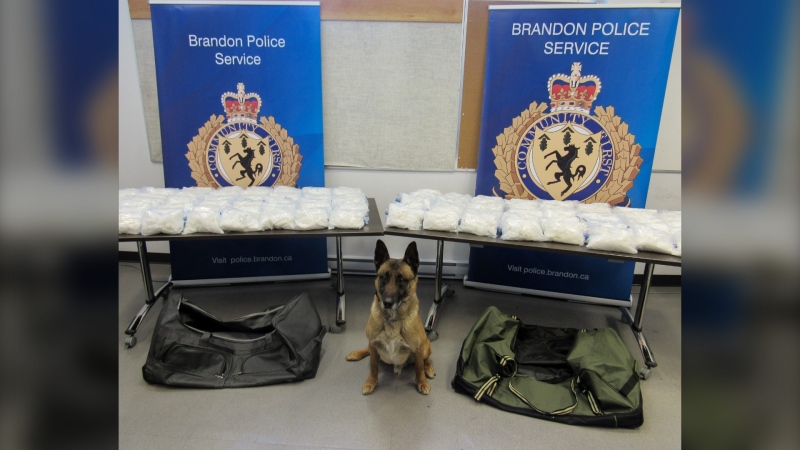 Police dog Storm helped to uncover the large quantity of crystal meth. (Source: Brandon Police Service)
