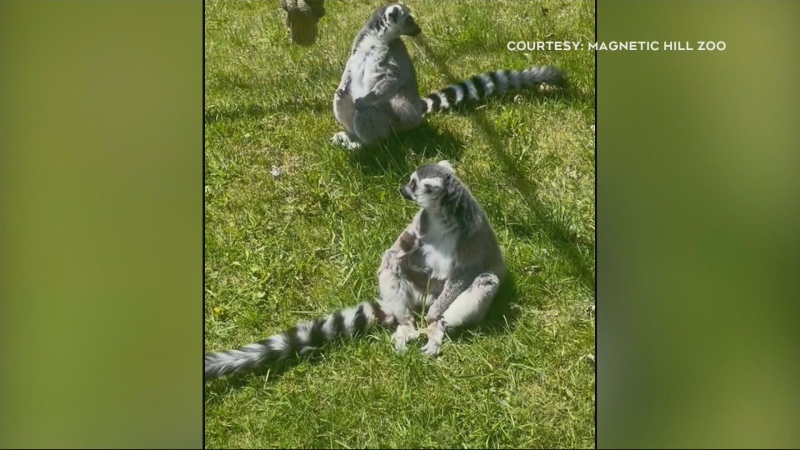 Ring-tailed lemurs are pictured at the Magnetic Hill Zoo in Moncton, N.B.