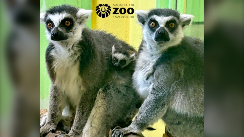 Ring-tailed lemurs Cosmo and Dylan are pictured with their new baby. (Source: Facebook/Zoo de Magnetic Hill Zoo)