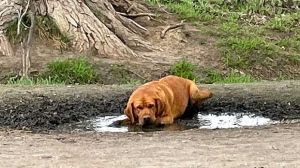 Copper the red Lab and his mud puddle. Photo by Patti Johnston.