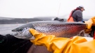 An Atlantic salmon is seen during a Department of Fisheries and Oceans fish health audit near Campbell River, B.C., on October 31, 2018. THE CANADIAN PRESS /Jonathan Hayward