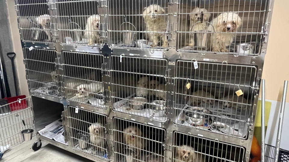 68 dogs seized in Winnipeg