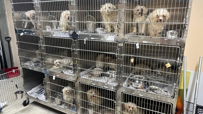 A photo shows some of the 68 dogs seized from a Winnipeg home receiving care at the Winnipeg Humane Society on May 15, 2024. (Winnipeg Humane Society)