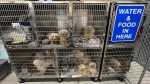 A photo shows some of the 68 dogs rescued from a Winnipeg home receiving care at the Winnipeg Humane Society on May 15, 2024. (Winnipeg Humane Society)