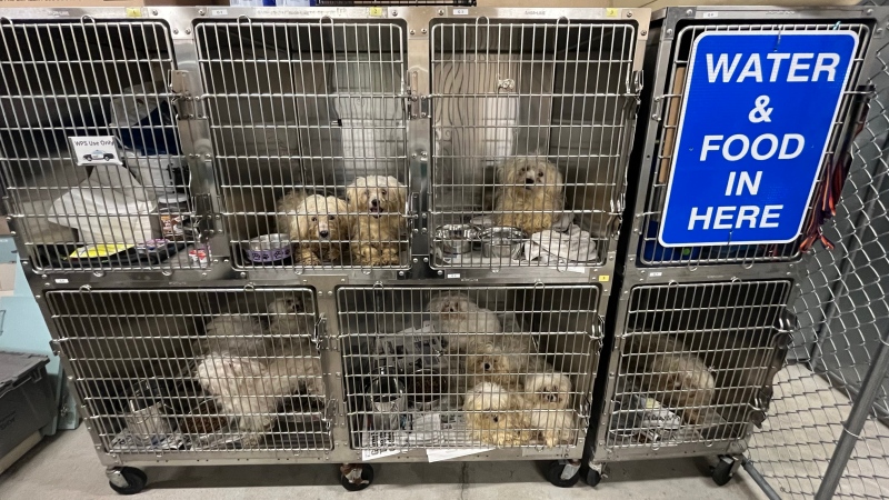 A photo shows some of the 68 dogs rescued from a Winnipeg home receiving care at the Winnipeg Humane Society on May 15, 2024. (Winnipeg Humane Society)