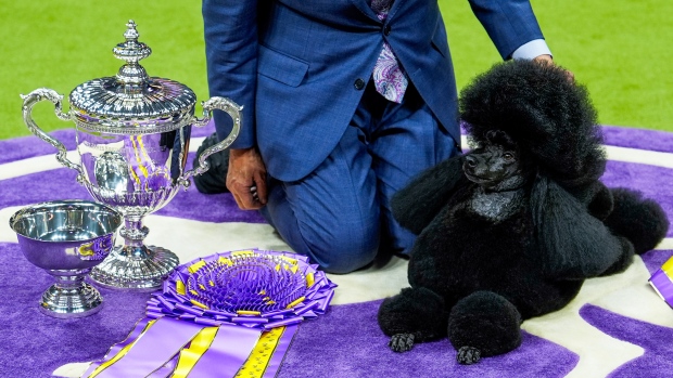 Sage, a miniature poodle, poses for photos after winning best in show at the 148th Westminster Kennel Club dog show Tuesday, May 14, 2024, at the USTA Billie Jean King National Tennis Center in New York. (AP Photo/Julia Nikhinson)
