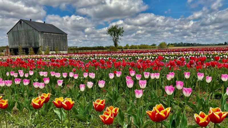 The Hat Trick Tulip Farm in Blenheim, Ont. is seen in May 2024. (Source: Ellen Price)