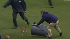 Rogue raccoon causes chaos during MLS game