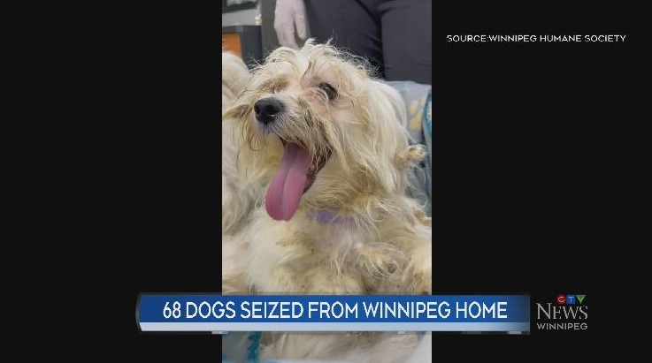 68 dogs removed from Winnipeg home 