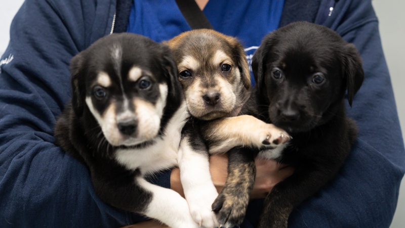 Puppies found abandoned near Hwy. 401 are now in the care of the Humane Society of Kitchener Waterloo & Stratford Perth. (Source: HSKWSP)