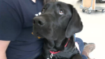 Oro-Medonte's National Fiddle Day celebration will be a fundraiser for COPE Service Dogs on May 18, 2024. (CTV NEWS/BARRIE)