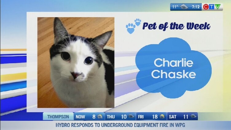 Pet of the Week: Charlie the cat 