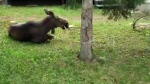 Moose hangs out on Quebec family's lawn