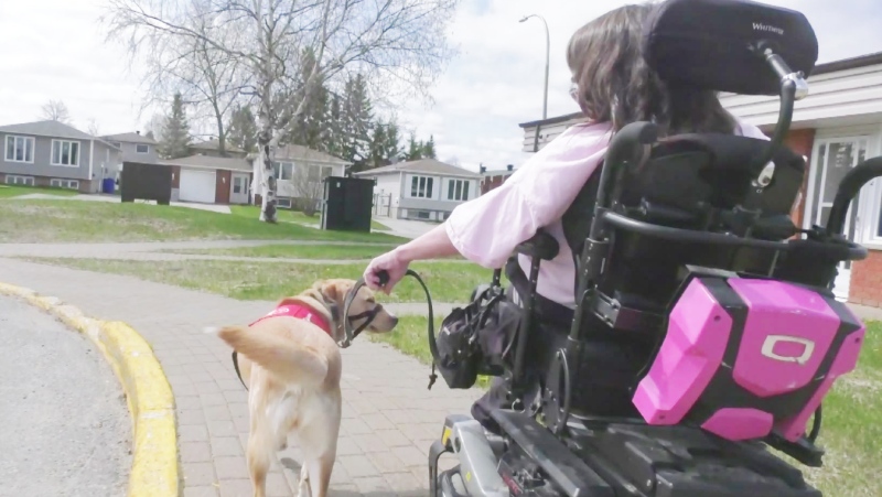 Wrigley is an extraordinary Labrador Retriever who has been trained to help Julie Lemieux, who has hearing issues. (Photo from video)