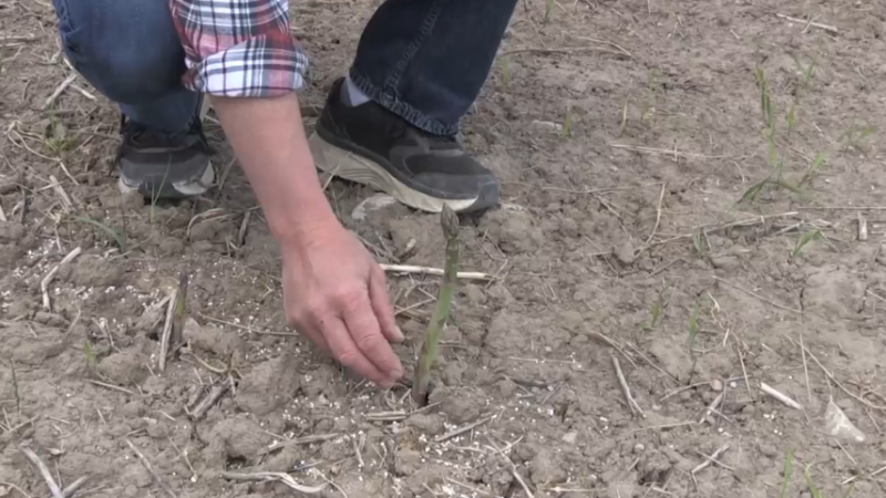 A local farmer inspects his first asparagus crop of the season in Elmvale, Ont. (CTV News/Alessandra Carneiro)