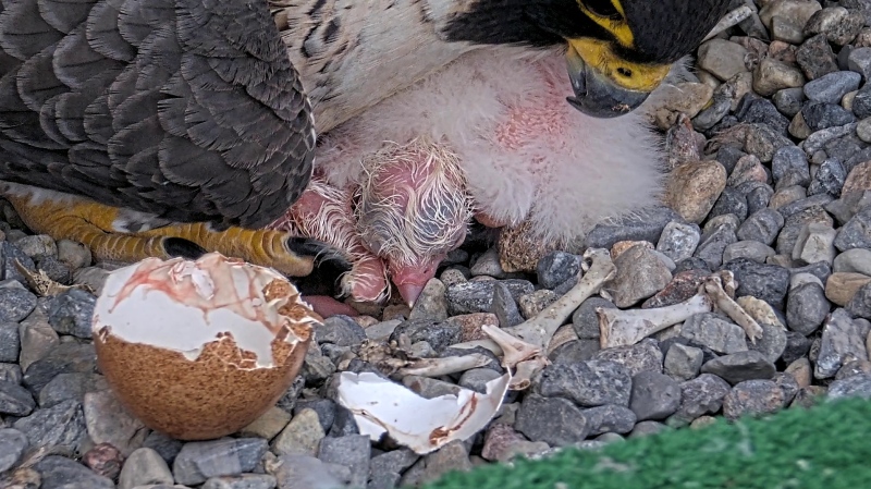 Eve and her two eyas as they emerge from their shells at the UdeM. (UdeM Falcons)
